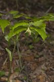 Yellow Fairybells, Prosartes lanuginosa