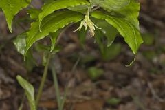 Yellow Fairybells