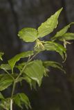 Yellow Fairybells, Prosartes lanuginosa