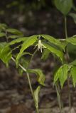 Yellow Fairybells, Prosartes lanuginosa