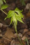 Yellow Fairybells, Prosartes lanuginosa