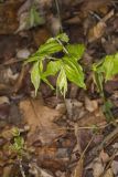 Yellow Fairybells, Prosartes lanuginosa