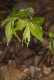Yellow Fairybells, Prosartes lanuginosa