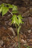 Yellow Fairybells, Prosartes lanuginosa