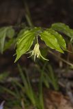 Yellow Fairybells, Prosartes lanuginosa