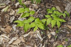 Yellow Fairybells, Prosartes lanuginosa
