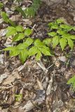 Yellow Fairybells, Prosartes lanuginosa