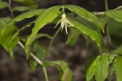 Yellow Fairybells, Prosartes lanuginosa