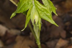 Yellow Fairybells, Prosartes lanuginosa