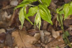 Yellow Fairybells, Prosartes lanuginosa