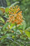 Yellow Fringed Orchid, Platanthera ciliaris