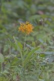 Yellow Fringed Orchid, Platanthera ciliaris
