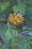 Yellow Fringed Orchid, Platanthera ciliaris