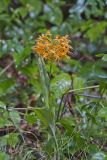 Yellow Fringed Orchid, Platanthera ciliaris