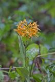 Yellow Fringed Orchid, Platanthera ciliaris