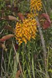 Yellow Fringed Orchid, Platanthera ciliaris