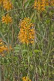 Yellow Fringed Orchid, Platanthera ciliaris