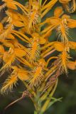 Yellow Fringed Orchid, Platanthera ciliaris
