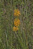 Yellow Fringed Orchid, Platanthera ciliaris