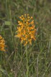 Yellow Fringed Orchid, Platanthera ciliaris
