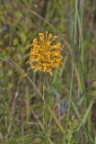Yellow Fringed Orchid, Platanthera ciliaris
