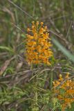 Yellow Fringed Orchid, Platanthera ciliaris