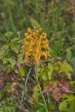 Yellow Fringed Orchid, Platanthera ciliaris
