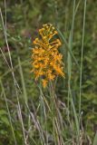 Yellow Fringed Orchid, Platanthera ciliaris