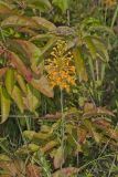 Yellow Fringed Orchid, Platanthera ciliaris