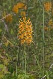 Yellow Fringed Orchid, Platanthera ciliaris