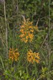 Yellow Fringed Orchid, Platanthera ciliaris