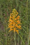 Yellow Fringed Orchid, Platanthera ciliaris