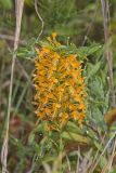 Yellow Fringed Orchid, Platanthera ciliaris