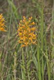 Yellow Fringed Orchid, Platanthera ciliaris