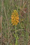 Yellow Fringed Orchid, Platanthera ciliaris