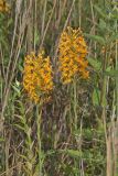 Yellow Fringed Orchid, Platanthera ciliaris