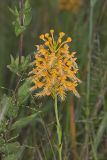 Yellow Fringed Orchid, Platanthera ciliaris