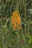 Yellow Fringed Orchid, Platanthera ciliaris
