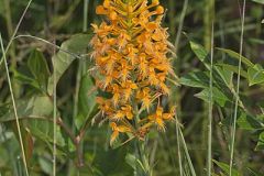 Yellow Fringed Orchid