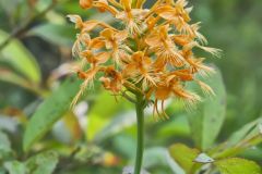 Yellow Fringed Orchid, Platanthera ciliaris