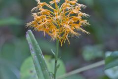 Yellow Fringed Orchid, Platanthera ciliaris