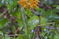 Yellow Fringed Orchid, Platanthera ciliaris