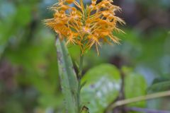 Yellow Fringed Orchid, Platanthera ciliaris
