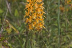 Yellow Fringed Orchid, Platanthera ciliaris