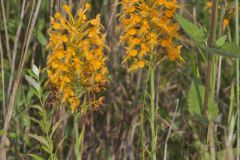 Yellow Fringed Orchid, Platanthera ciliaris