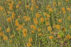Yellow Fringed Orchid, Platanthera ciliaris