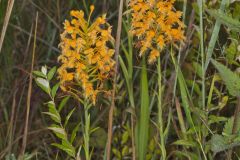 Yellow Fringed Orchid, Platanthera ciliaris