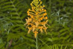 Yellow Fringed Orchid, Platanthera ciliaris