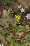 Yellow Fumewort, Corydalis flavula