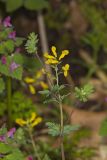 Yellow Fumewort, Corydalis flavula